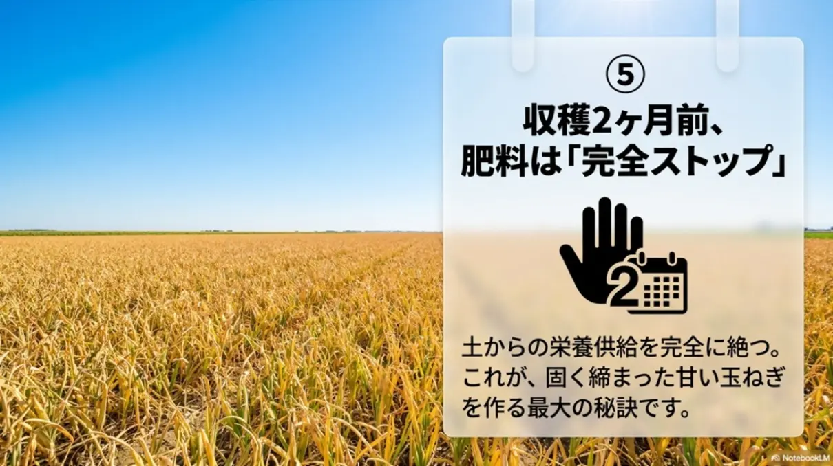 鉄則5。収穫2ヶ月前、肥料は「完全ストップ」。土からの栄養供給を完全に絶つことが、固く締まった甘い玉ねぎを作る最大の秘訣であることを示すスライド
