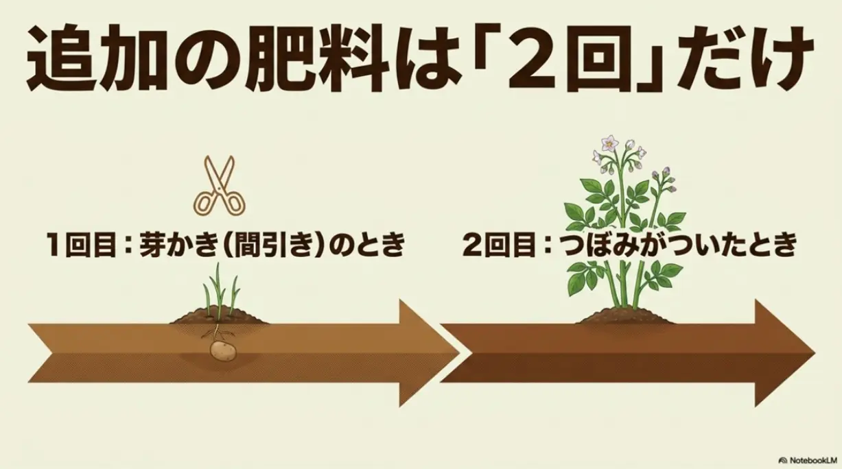 ジャガイモ栽培の追肥タイミング（1回目：芽かき時、2回目：つぼみ形成時）の図解