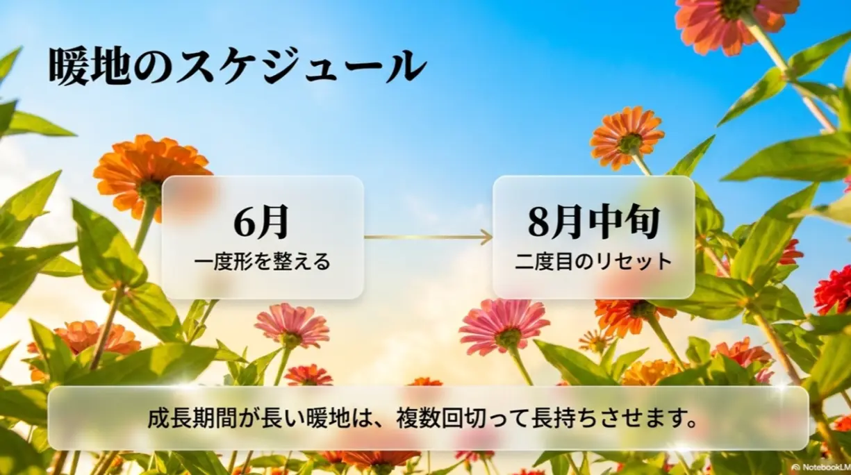 暖地のジニア切り戻しスケジュール（6月と8月中旬の複数回）