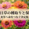 百日草の種取りと保存 来年へ命をつなぐ決定版