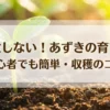 初心者でも失敗しないあずきの育て方と収穫のコツ