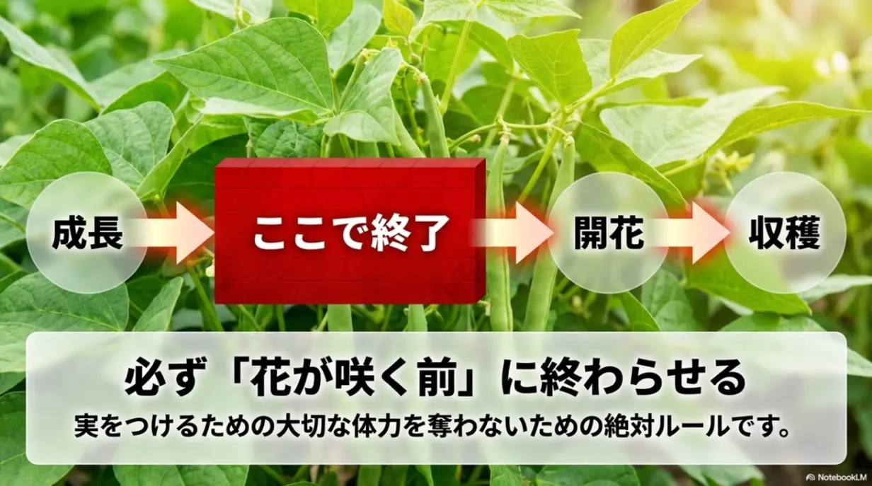 土寄せは必ずあずきの花が咲く前に終わらせる絶対ルール