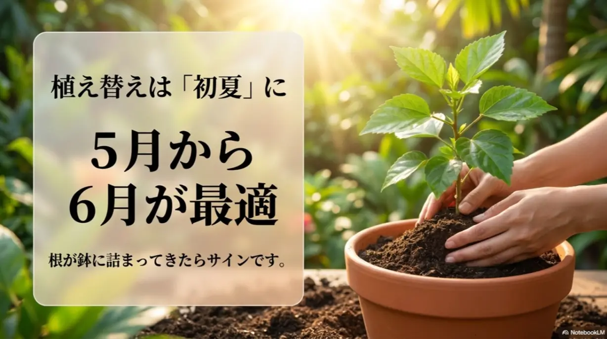 ハイビスカスの植え替えは5月から6月の初夏が最適