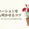カーネーションの切り戻しで翌年も花を咲かせるコツと育て方