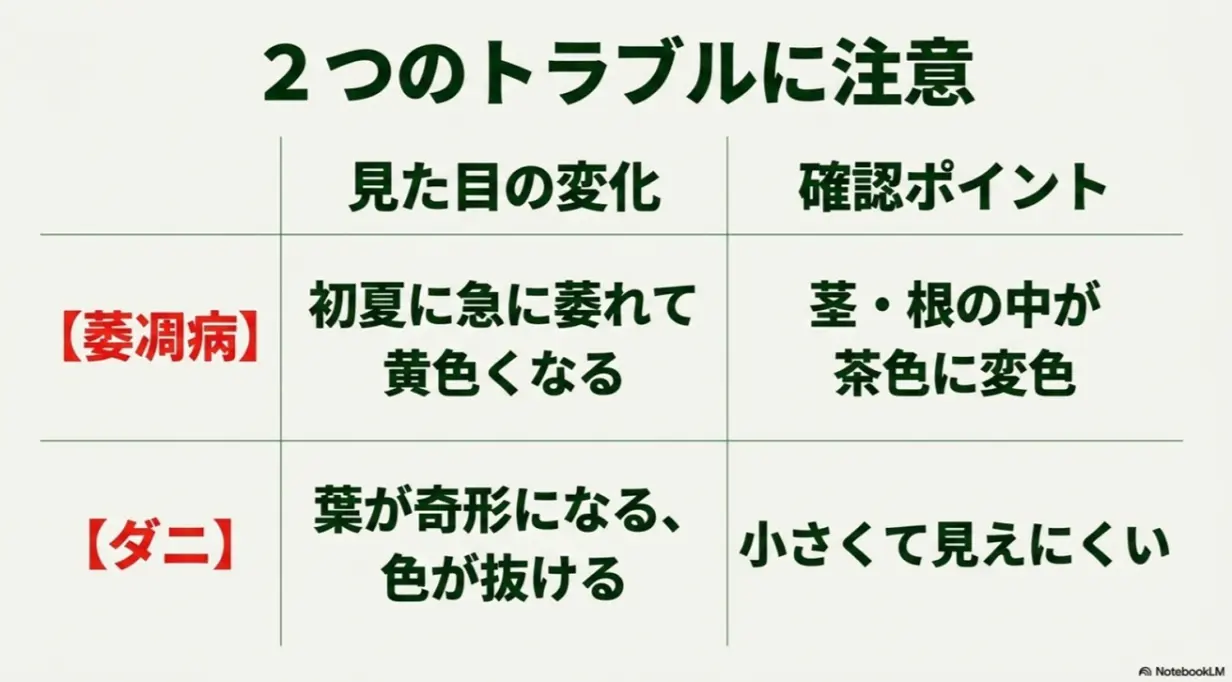 シクラメンで注意すべき萎凋病とダニの症状や確認ポイントの解説表