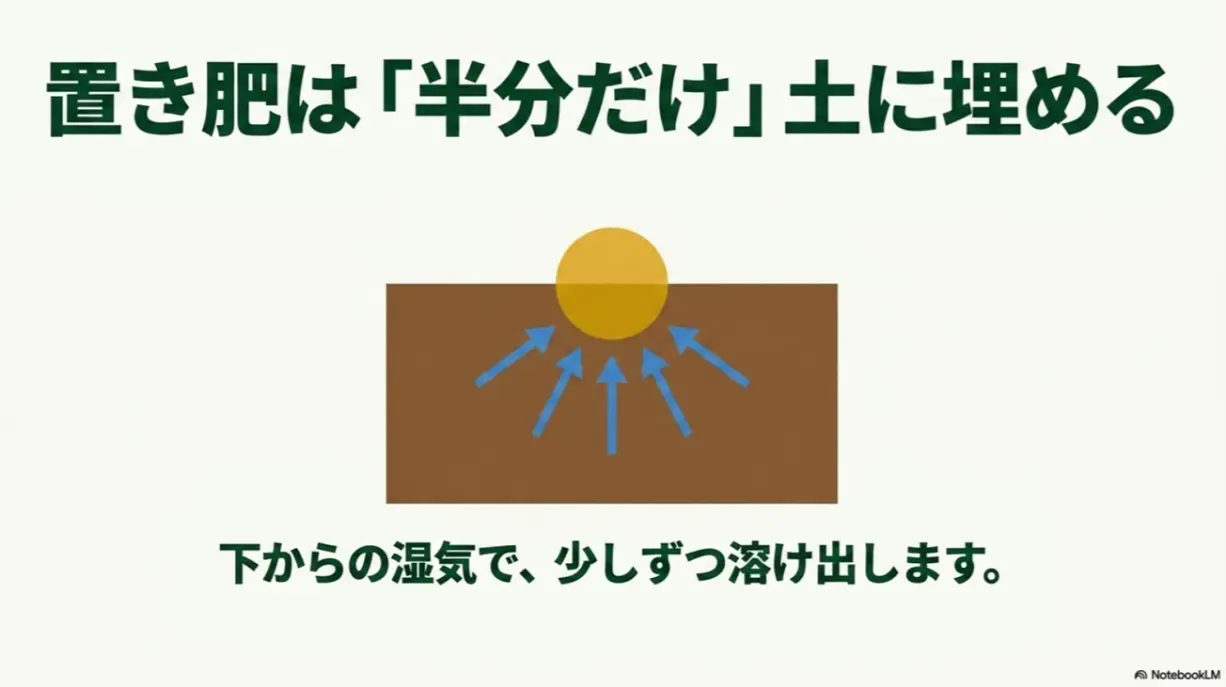 置き肥は半分だけ土に埋めることで下からの湿気で少しずつ溶け出すという解説図