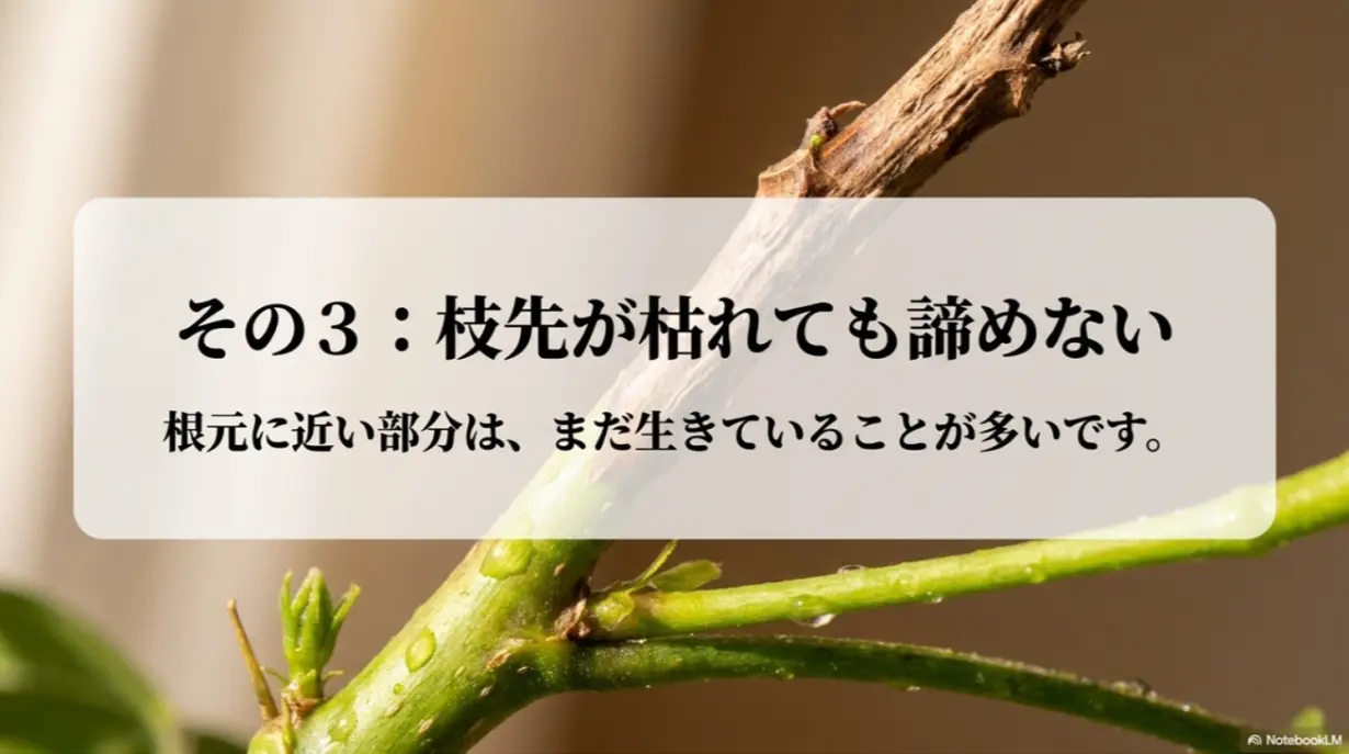 枝先が枯れても根元に近い部分はまだ生きていることが多い