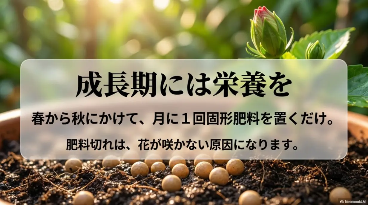ハイビスカスの成長期には春から秋にかけて栄養を与える