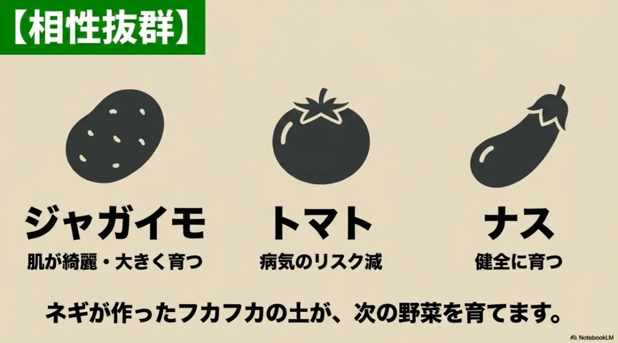 ネギの後作に相性抜群な野菜:ジャガイモ、トマト、ナス