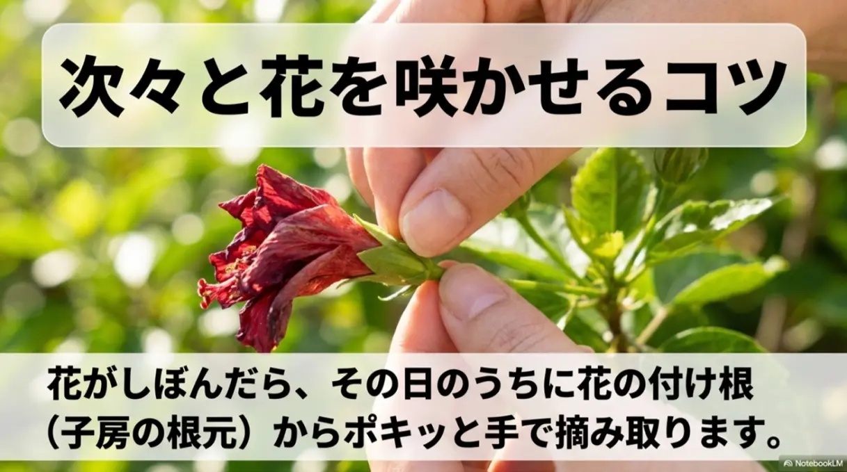 次々と花を咲かせるコツ。花がしぼんだらその日のうちに花の付け根から摘み取ります。