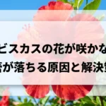ハイビスカスの花が咲かない、蕾が落ちる原因と解決策をまとめたスライド資料の表紙