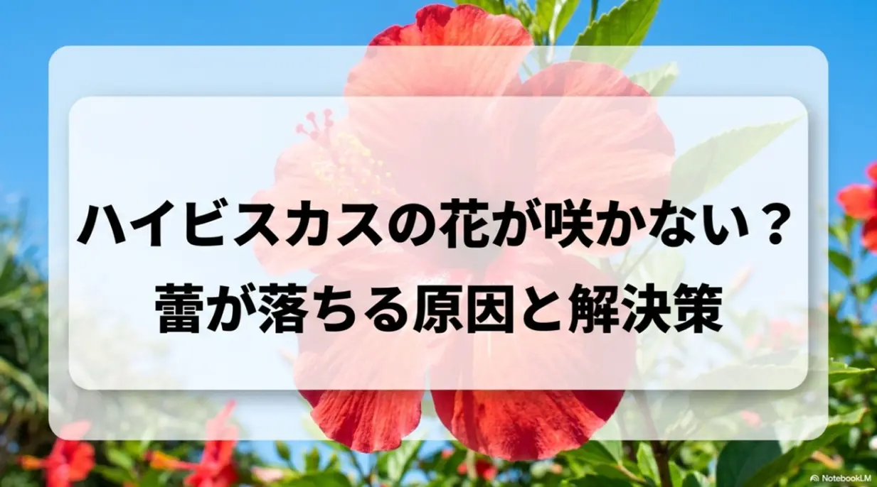 ハイビスカスの花が咲かない、蕾が落ちる原因と解決策をまとめたスライド資料の表紙