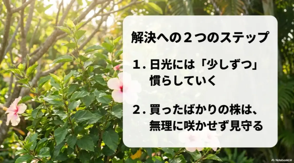 ハイビスカスを日光に少しずつ慣らし、買ったばかりの株は無理に咲かせず見守るという2つの解決ステップ