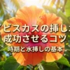 ハイビスカスの挿し木を成功させるコツと水挿しの基本