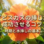 ハイビスカスの挿し木を成功させるコツと水挿しの基本