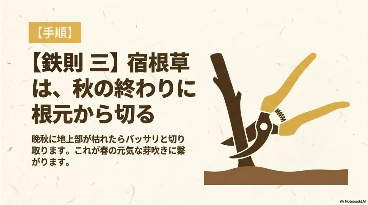 鉄則三、宿根草は秋の終わりに根元から切る。晩秋に地上部が枯れたらバッサリ切り取る手順のスライド