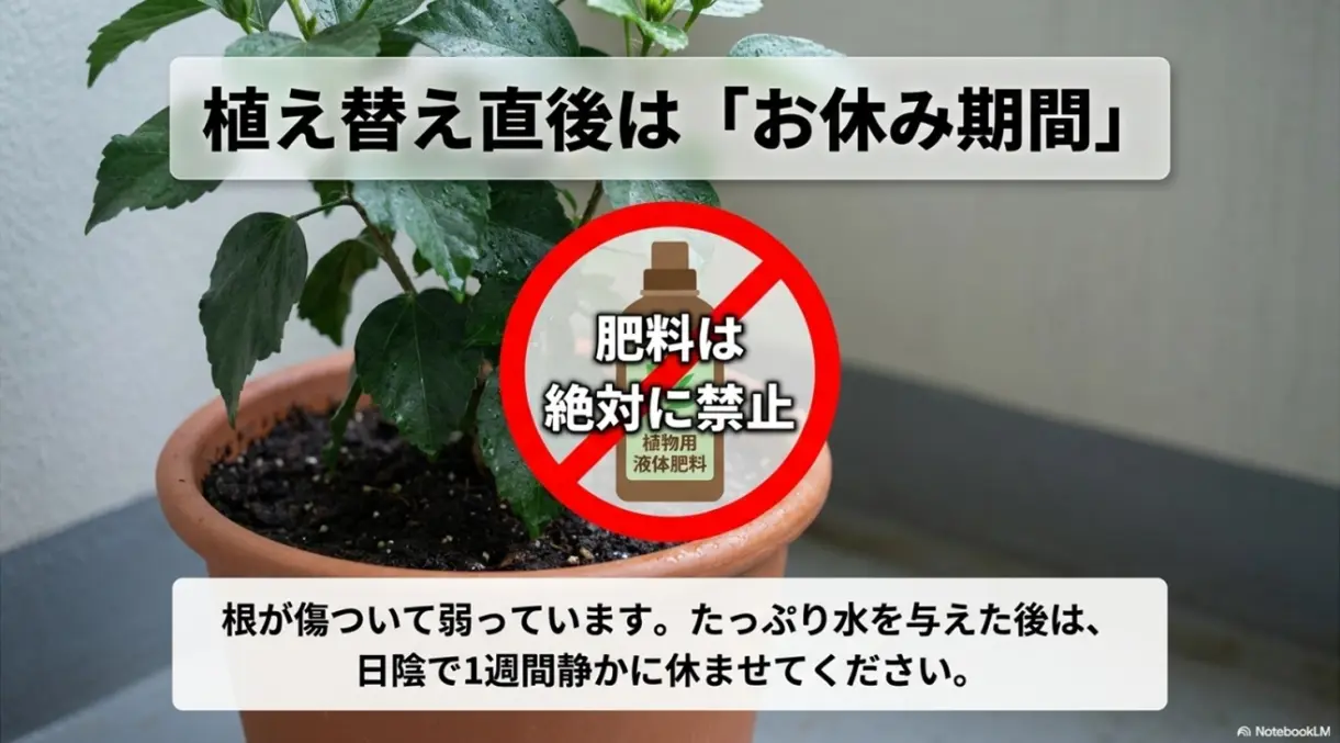 植え替え直後はお休み期間。根が傷んで弱っているため肥料は絶対に禁止し、日陰で1週間休ませます。