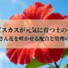 ハイビスカスが元気に育つ土の作り方
