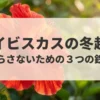 ハイビスカスの冬越しを成功させ枯らさないための3つの鉄則