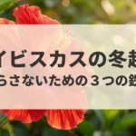 ハイビスカスの冬越しを成功させ枯らさないための3つの鉄則