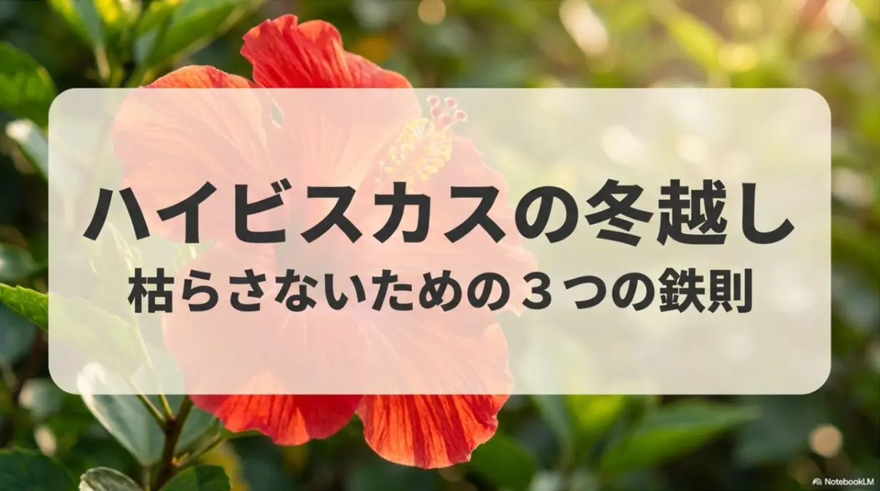 ハイビスカスの冬越しを成功させ枯らさないための3つの鉄則