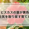 ハイビスカスの葉が黄色い？元気を取り戻す育て方