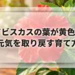 ハイビスカスの葉が黄色い？元気を取り戻す育て方