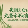 初心者向け九条ネギの育て方と長期収穫のコツ