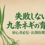 初心者向け九条ネギの育て方と長期収穫のコツ