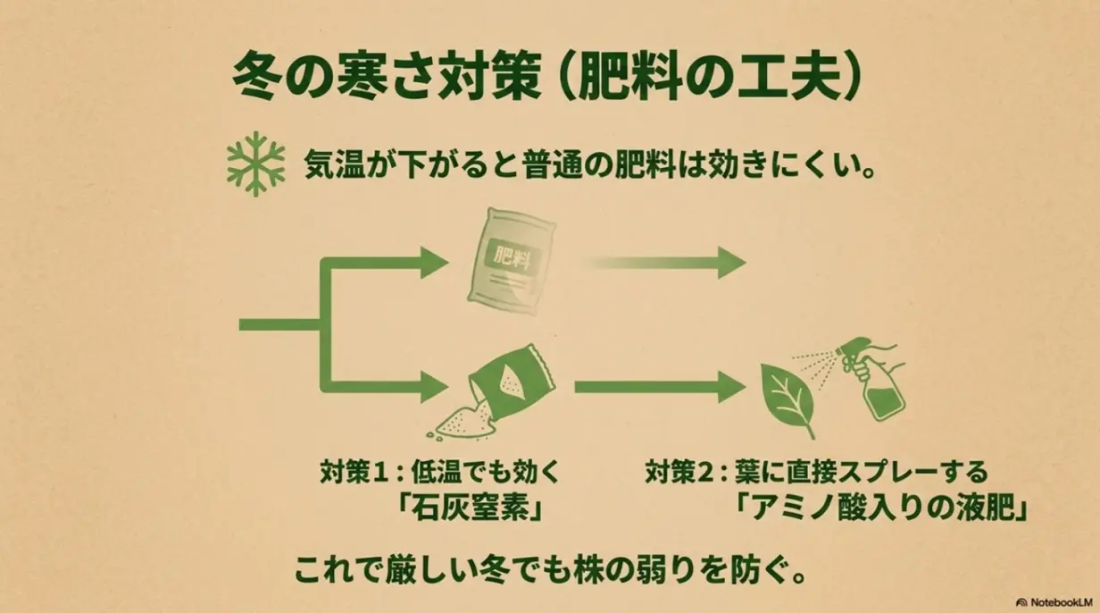 九条ネギの冬の寒さ対策と石灰窒素・液肥の活用