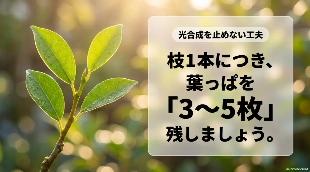 光合成を止めないため枝1本につき葉を3から5枚残す