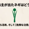 ネギ坊主が出たネギはどうする？原因から活用、そして危険な注意点まで