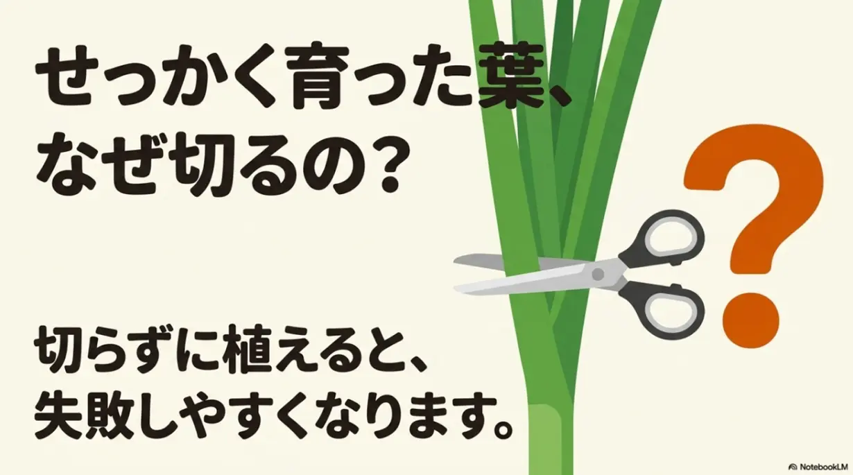 せっかく育った葉、なぜ切るの?切らずに植えると失敗しやすくなります