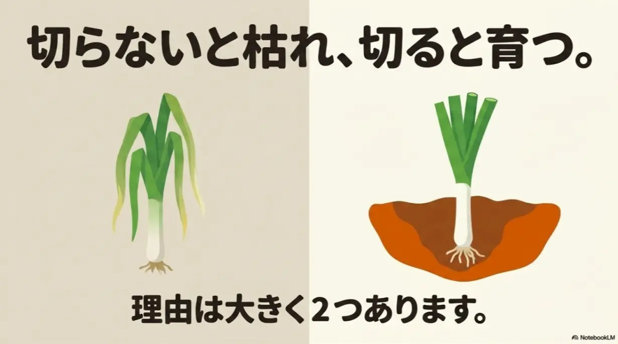 切らないと枯れ、切ると育つ。理由は大きく2つあります