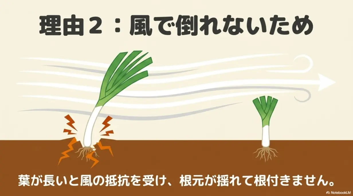 理由2:風で倒れないため。葉が長いと風の抵抗を受け、根元が揺れて根付きません