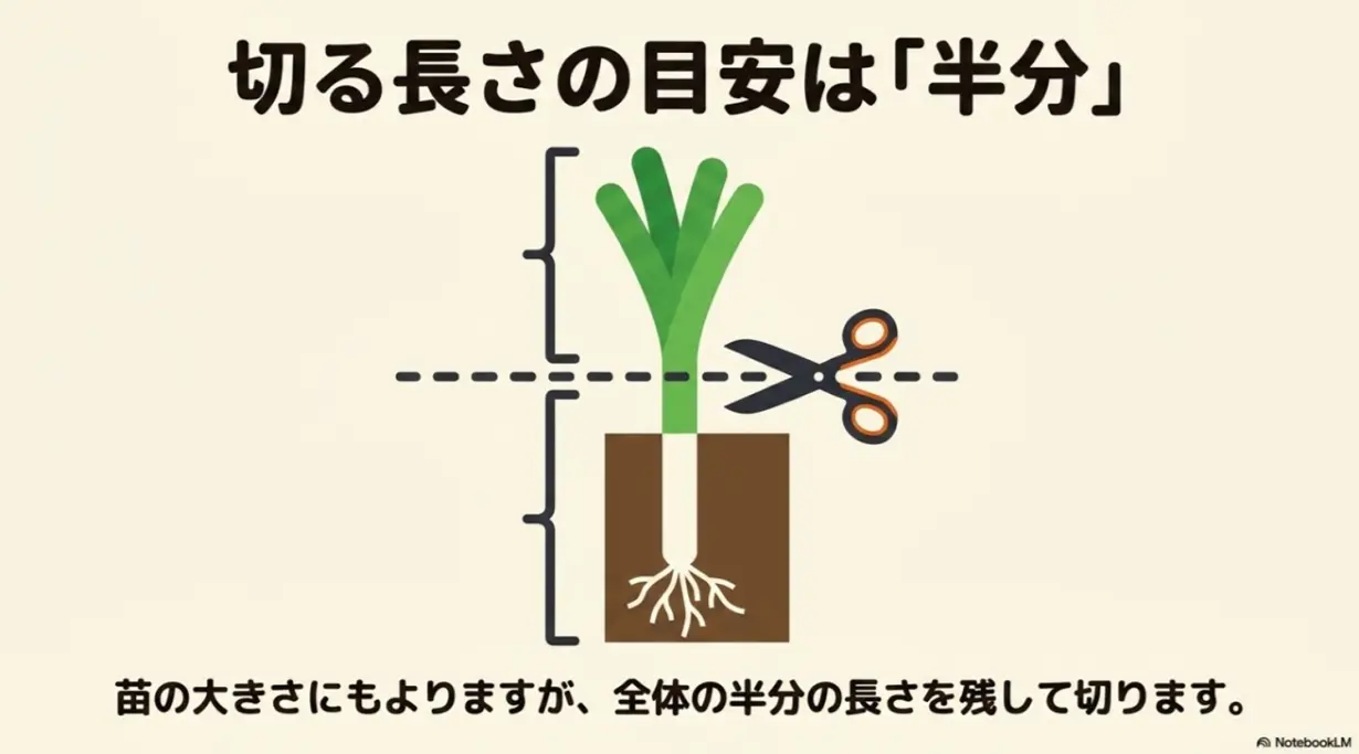 切る長さの目安は「半分」。苗の大きさにもよりますが、全体の半分の長さを残して切ります