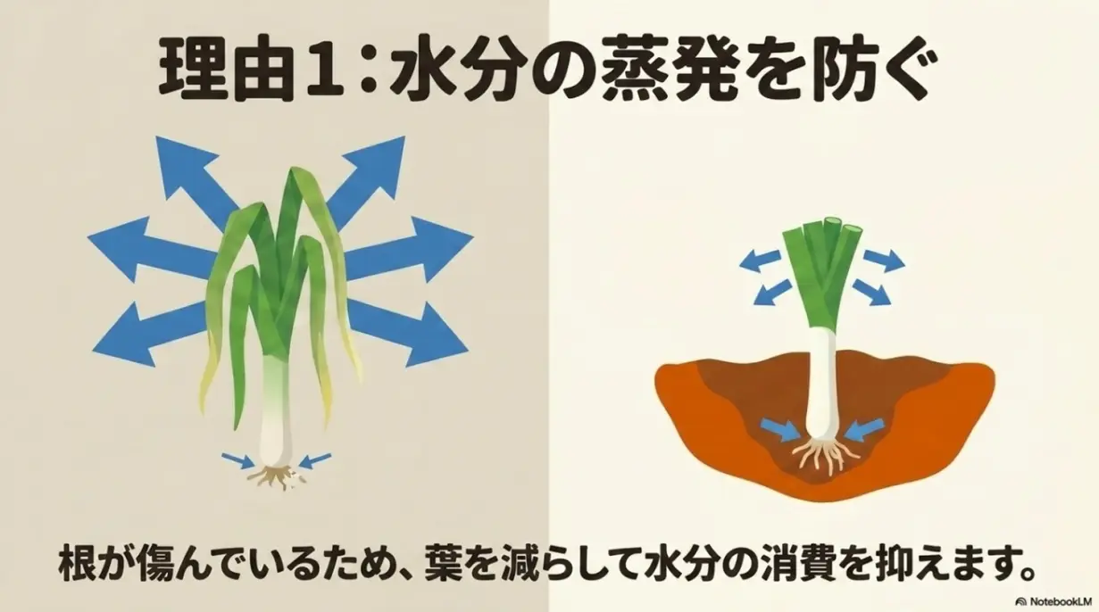 理由1:水分の蒸発を防ぐ。根が傷んでいるため、葉を減らして水分の消費を抑えます