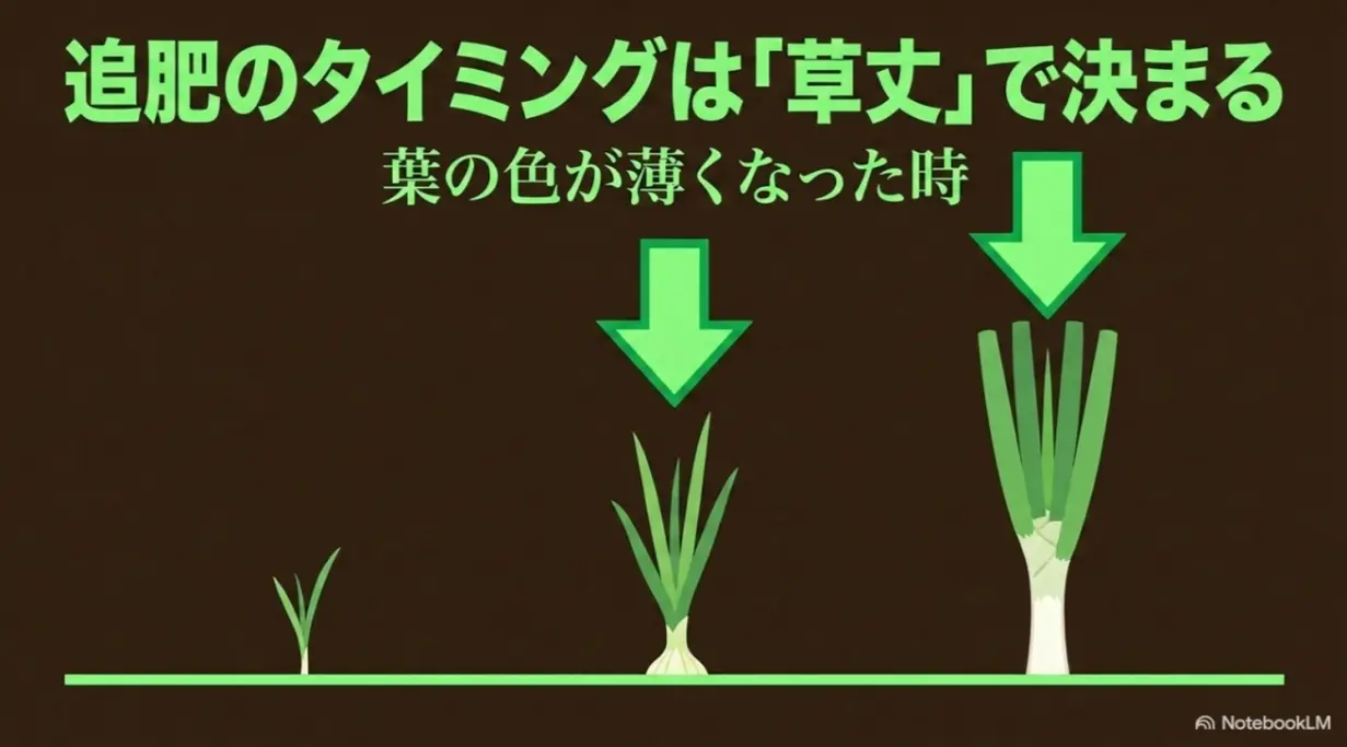 追肥のタイミングは草丈で決まる。葉の色が薄くなった時もサイン