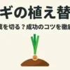 ネギの植え替え なぜ葉を切る？成功のコツを徹底解説