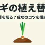 ネギの植え替え なぜ葉を切る？成功のコツを徹底解説