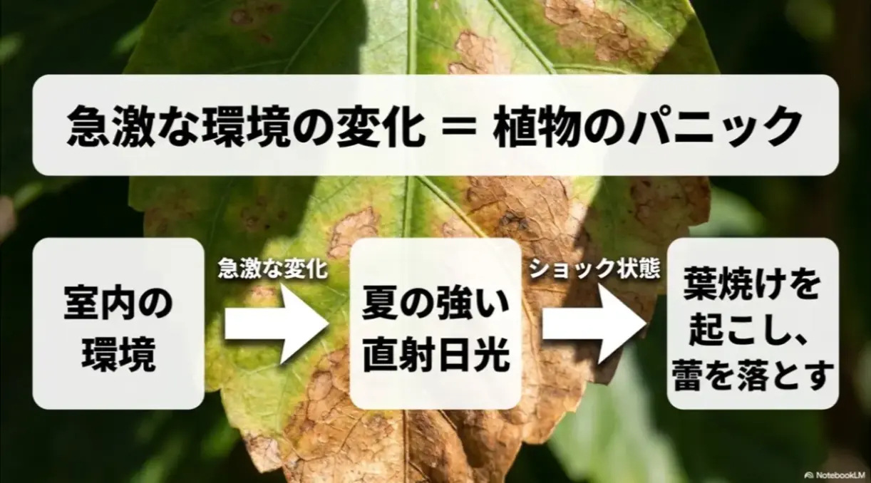 急激な環境の変化によってハイビスカスがパニック状態になり葉焼けや落蕾を起こすメカニズム