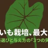 さといも栽培、最大の罠。肥料選びと与え方の「3つの失敗」と書かれたタイトルスライド画像