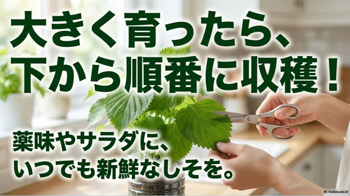 大きく育ったら、下から順番に収穫!薬味やサラダに、いつでも新鮮なしそを。