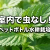 室内で虫なし！しそ・ペットボトル水耕栽培のコツの表紙スライド