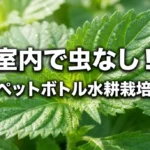 室内で虫なし！しそ・ペットボトル水耕栽培のコツの表紙スライド