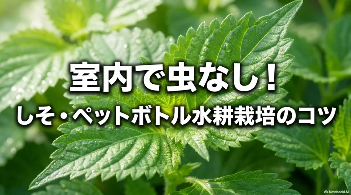 室内で虫なし！しそ・ペットボトル水耕栽培のコツの表紙スライド