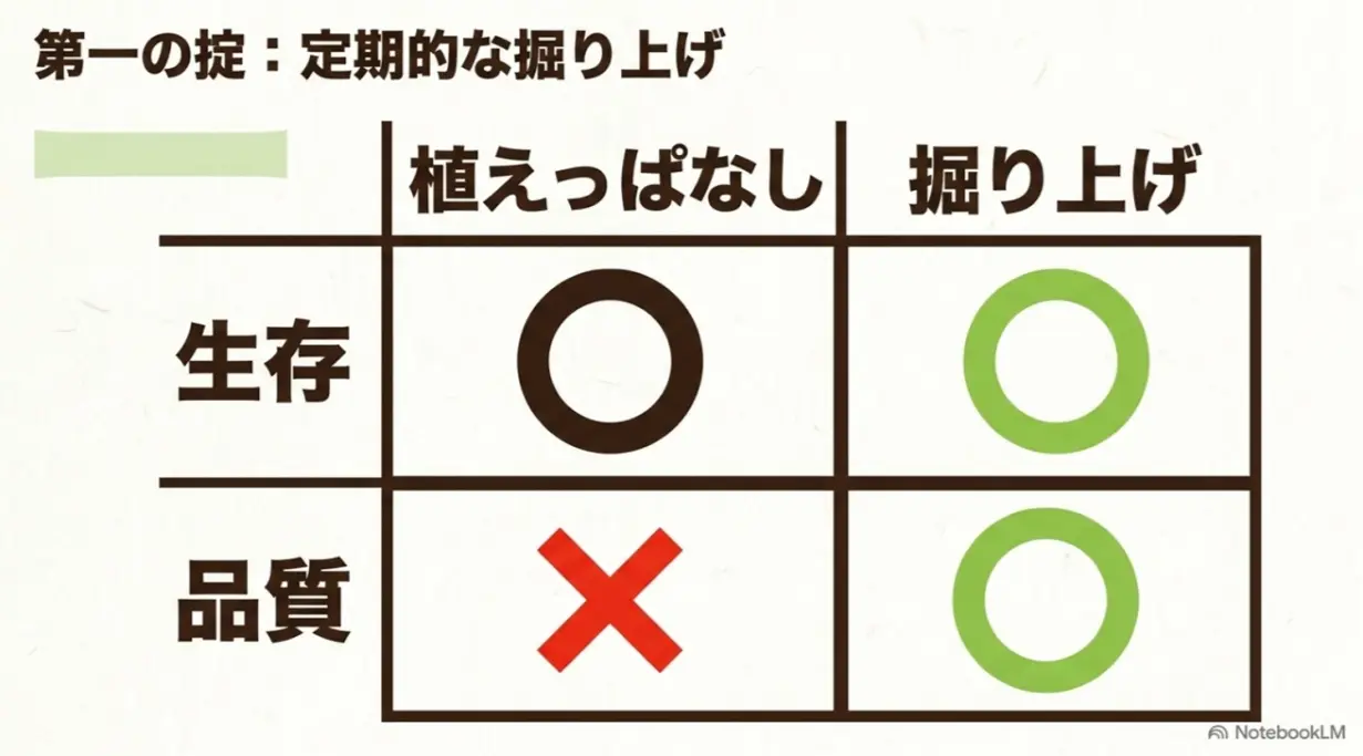 わけぎ栽培の第一の掟:定期的な掘り上げで品質を保つ