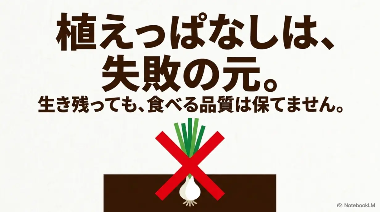 わけぎの植えっぱなしは失敗の元。食べる品質が保てない理由