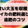 甘い大玉スイカを収穫するための肥料選びと追肥のコツ