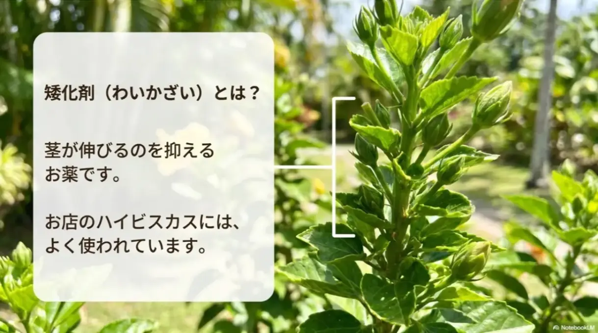 ハイビスカスの茎が伸びるのを抑えるために使われる矮化剤という薬の解説